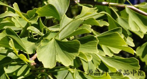 小满节气的由来和习俗