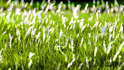 芒种节气怎么养生