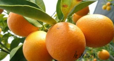 春季小孩吃降火的食物