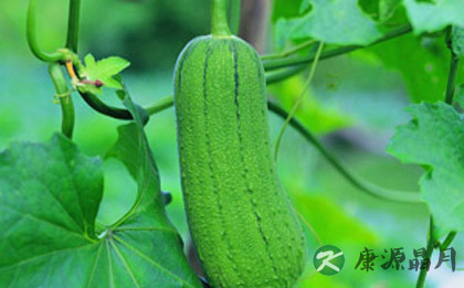 夏季上火　降火食物帮你忙