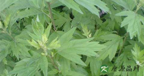 夏季防蚊小技巧