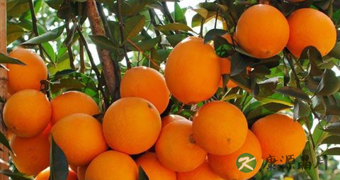 夏季吃什么水果防中暑 夏季吃什么水果防中暑