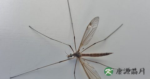夏季如何防蚊虫叮咬