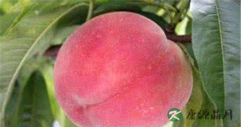 夏季成熟的水果