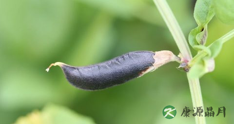 夏季吃醋泡黑豆可以吗