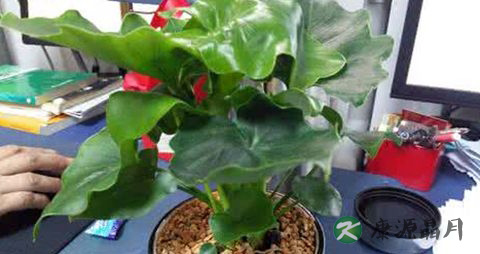 夏季适合种什么花