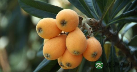 夏季建议买什么水果吃