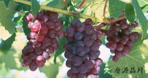 夏季养生补血食物大全