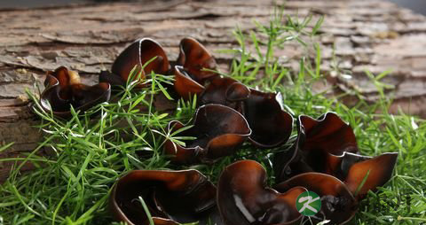 夏季养生补血食物大全