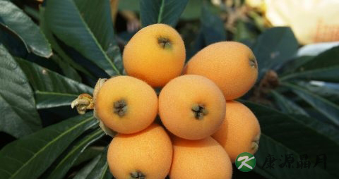 夏季哮喘的食疗方法