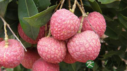 七月吃什么水果 推荐十种当季水果 七月吃什么水果 推荐十种当季水果