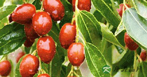 秋季养生花茶有哪些