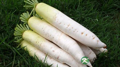 秋季咳嗽吃什么菜 16种蔬菜有效止咳
