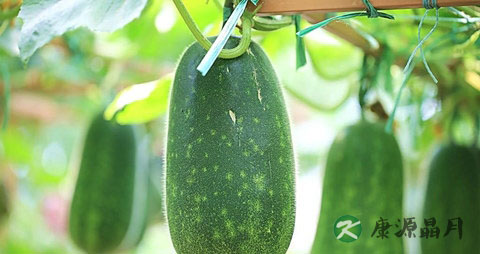 冬季吃什么蔬菜止咳润肺