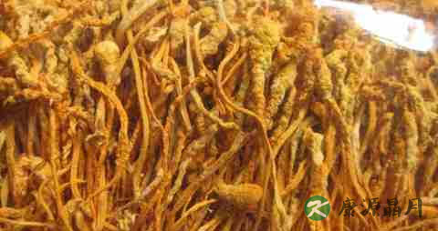 冬季吃虫草花的好处