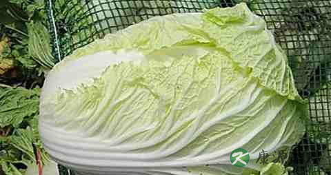 冬季吃什么保湿