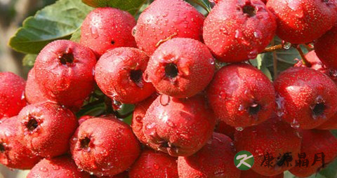 冬季吃什么蔬菜好