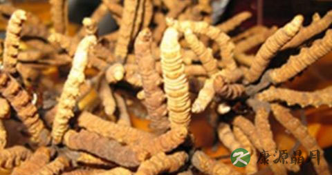 冬虫夏草在冬天怎么吃好