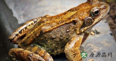 冬季吃田鸡的禁忌