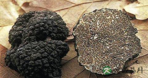 冬天吃松露的好处