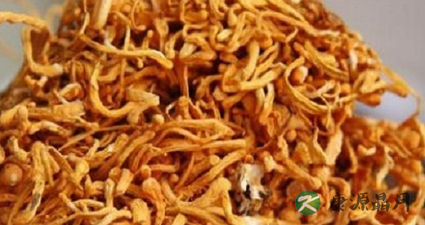 入冬吃虫草花的好处