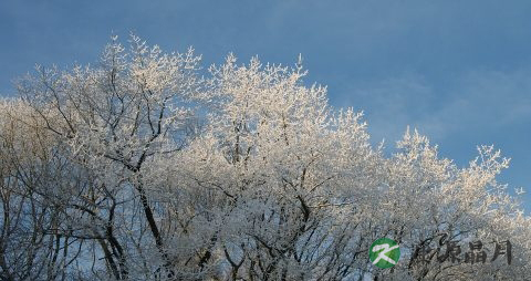 冬天里吃什么水果好