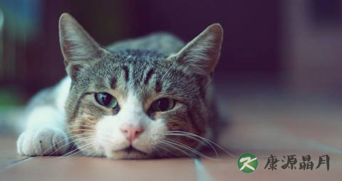 入冬吃猫肉的禁忌