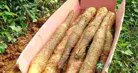 入冬吃淮山的注意事项