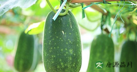 冬天吃什么菜比较好