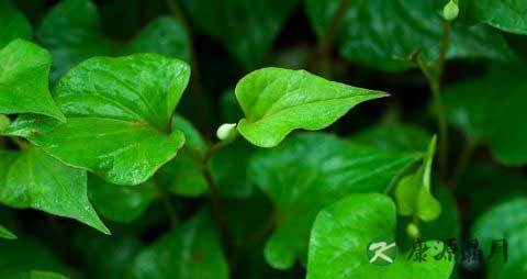 冬天吃什么菜去火
