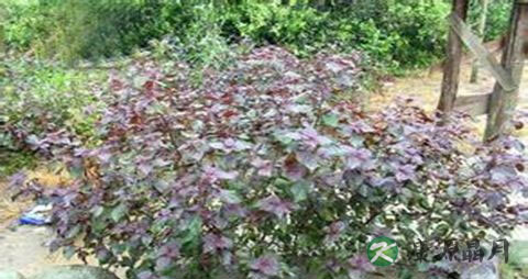 紫苏叶泡水喝能调经吗