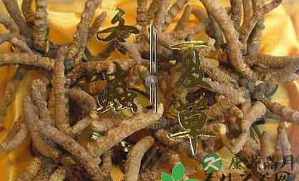 拥有十大功效的冬虫夏草