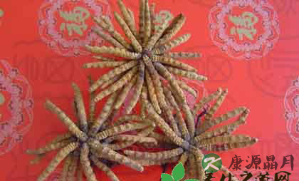 拥有十大功效的冬虫夏草