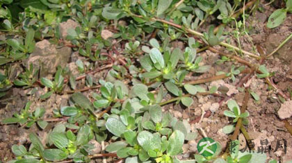 马齿苋的药用价值