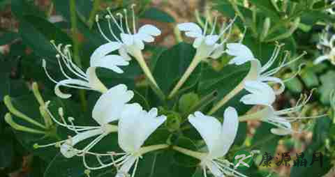 喉咙痒咳嗽吃什么药