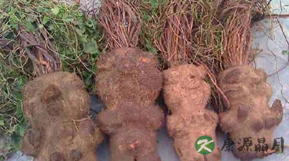 何首乌的食用方法