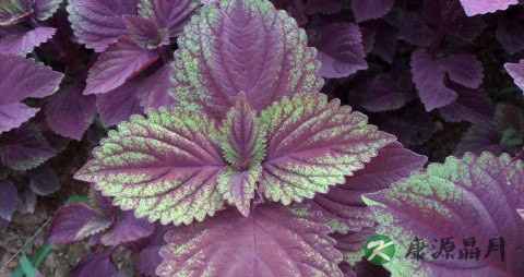 紫苏叶泡脚怎么熬