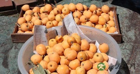 枇杷吃多了会上火吗