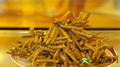 冬虫夏草哪里产的最好