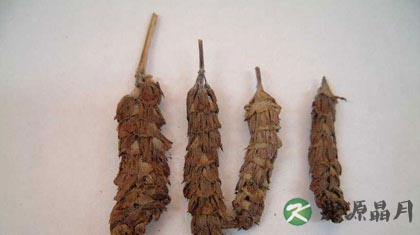 夏枯草的副作用