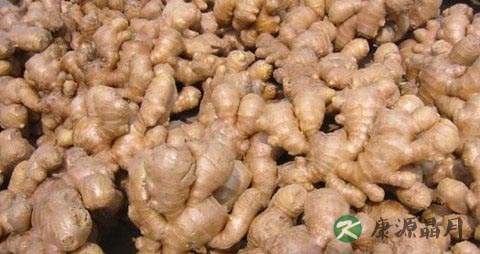 生姜吃多了会上火吗