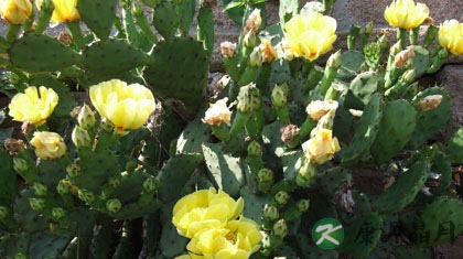 仙人掌的药用功效 润肠通便抑菌抗炎