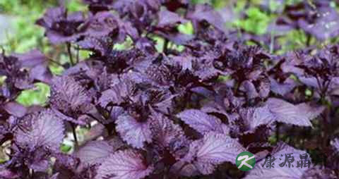 紫苏叶煮水去湿吗