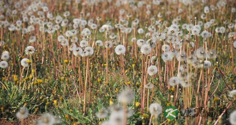 蒲公英可以治什么病