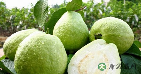 芭乐吃多了会上火吗 芭乐吃多了会上火吗