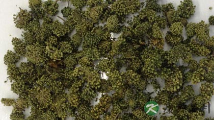 三七花的副作用