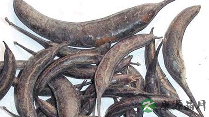 猪牙皂的功效与作用_猪牙皂的药用价值