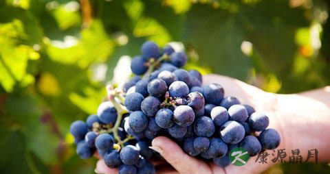 吃葡萄吃多了会上火吗 吃葡萄吃多了会上火吗