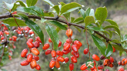山茱萸的功效与作用 保肝抗衰老