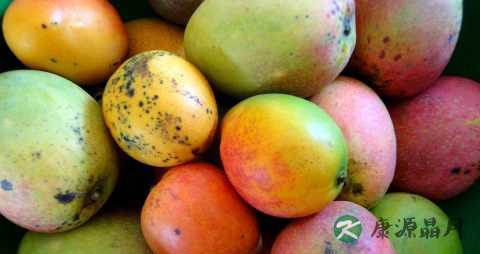 油桃吃多了会上火吗 油桃吃多了会上火吗